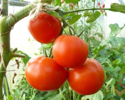 Egenskaper och beskrivning av tomatsorten Catherine the Great F1