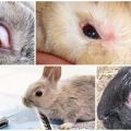 Prečo oči môžu zalievať králikov a ako sa majú liečiť doma