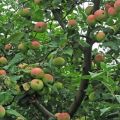 Beskrivning och egenskaper hos Melba äppelträd, trädhöjd och mogningstid, skötsel