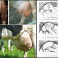 Príznaky seróznej mastitídy u kráv, lieky a alternatívne metódy liečby