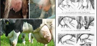 Sintomi di mastite sierosa in una mucca, farmaci e metodi alternativi di trattamento