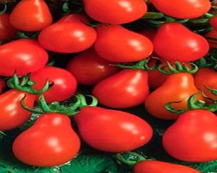 Pomidorų veislės „Kriaušės konservavimas“ aprašymas, jos savybės ir produktyvumas