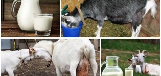 Waarom geitenmelk soms bitter smaakt en hoe het probleem op te lossen, preventie