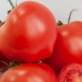 Beschrijving van de tomatenvariëteit Alhambra, kenmerken van teelt en verzorging