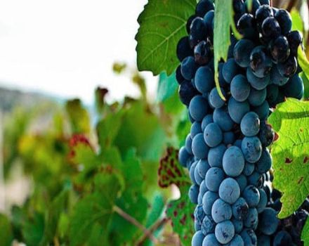 Descripción y características de la variedad de uva Bastardo, historia y reglas de cultivo