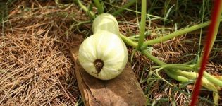 Beskrivning av pumpasorten Butternut, funktioner för odling och vård