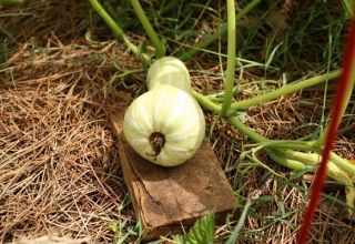 Descrierea soiului de dovleac Butternut, caracteristici de cultivare și îngrijire