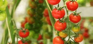 Madeiros pomidorų veislės aprašymas, auginimo ir priežiūros ypatybės