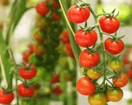 Beskrivning av Madeira-tomatsort, funktioner för odling och vård