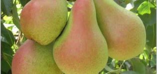 Description and characteristics of the pear variety Forest beauty, planting and care