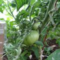 Beschrijving van de Cherokee-tomatenvariëteit, zijn kenmerken en opbrengst
