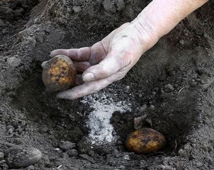 Azofosk trąšų barstymas bulvėmis