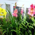 Typer av gödningsmedel för att utfodra gladioli på sommaren, urval och frekvens