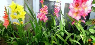 Trąšų, skirtų gladiolėms šerti vasarą, rūšys, pasirinkimas ir dažnis