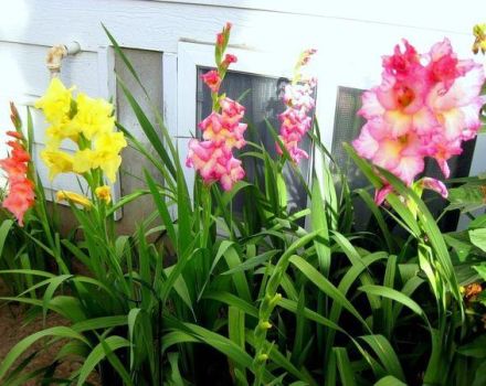 Typer av gödningsmedel för att utfodra gladioli på sommaren, urval och frekvens