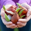 Kedy a ako pestovať tulipány v rôznych regiónoch, termíny