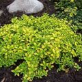 Useful properties of the lemon-scented Silver Queen thyme, planting and care features