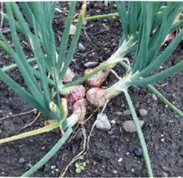 Come piantare e prendersi cura dell'aglio di famiglia, raccogliere e conservare i raccolti