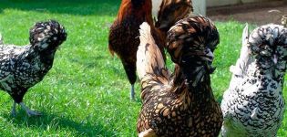 Descrizione e storia di origine dei polli di razza padovana, regole di mantenimento e cura