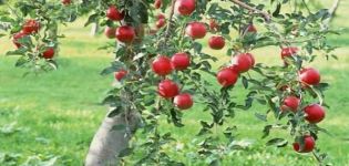 Избор оптималног тла за садњу стабла јабуке: одређујемо киселост и лужину, која врста тла је потребна