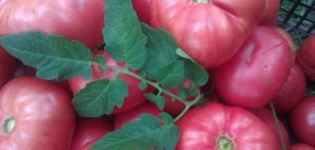 Descrizione della varietà di pomodoro dono dello zar e delle sue caratteristiche