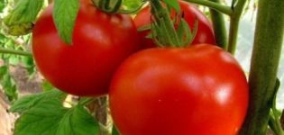 Kenmerken en beschrijving van de tomatensoort Irina, de opbrengst