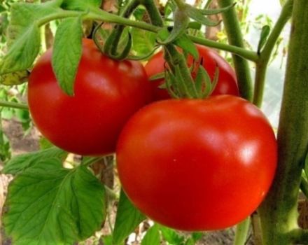 Características y descripción de la variedad de tomate Irina, su rendimiento.