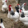 Caratteristiche e descrizione della razza di polli Adler Silver, il loro contenuto