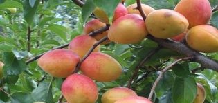 Beskrivning av aprikosvariet Triumph Severny och historien för urval, plantering och vård
