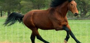 L'histoire de l'émergence des chevaux laurier, description et variétés de couleur