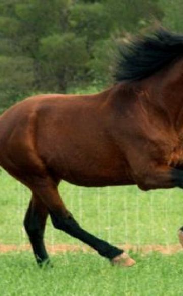 La storia dell'emergere di cavalli alloro, descrizione e varietà di colori