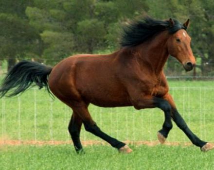 Povijest nastanka lovske boje konja, opis i sorte boje