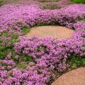 Growing and caring for creeping thyme outdoors