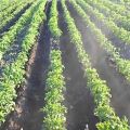 Pravidlá pestovania zemiakov pomocou holandskej technológie