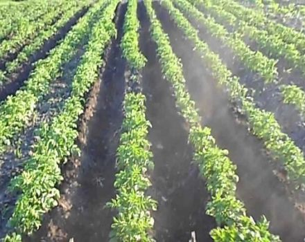 Regole per la coltivazione di patate utilizzando la tecnologia olandese
