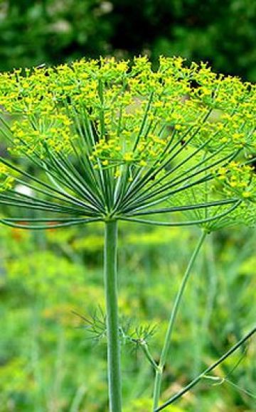 How to properly plant dill in open ground with seeds so that it sprouts quickly