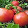 Beskrivning av Yana-tomatsorten, odlingsegenskaper och avkastning