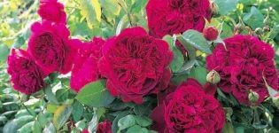 Opis 15 najboljih sorti ruža božura, sadnja i njega na otvorenom polju