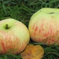 Beskrivning av äppelträdsorten Daria, odlingsfunktioner, fördelar och nackdelar, avkastning