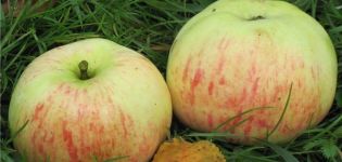 Descripción de la variedad de manzano Daria, características de cultivo, pros y contras, rendimiento.