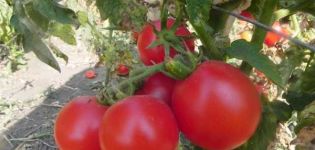 Descripción de la variedad de tomate Zinulya y sus características