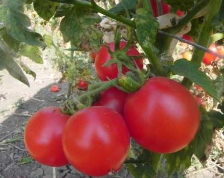 Pomidorų veislės „Zinulya“ ir jos savybių aprašymas