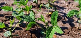 Hoe sojabonen op de juiste manier in de tuin te laten groeien, vooral zorg en bemesting, oogsten en opslaan van gewassen