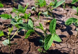 Hur man odlar sojabönor ordentligt i trädgården, särskilt skötsel och befruktning, skörd och lagring av grödor