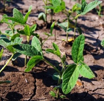 Hur man odlar sojabönor ordentligt i trädgården, särskilt skötsel och befruktning, skörd och lagring av grödor