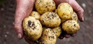 Popis odrůdy brambor Latona, znaky pěstování a výnosů