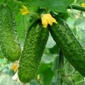 Beschrijving van de beste rassen van Nederlandse komkommers