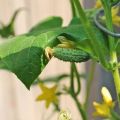 Descrizione della varietà di cetriolo Gunnar, sue caratteristiche e coltivazione