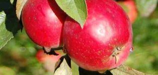 Опис хибридне сорте и подврсте стабла јабуке јанеза, про и против и правила узгоја