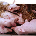 Kiaulių salmoneliozės simptomai ir gydymas, priemonės paratifoidinio karščiavimo prevencijai